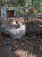 Grijze araucana hennen, Dieren en Toebehoren, Pluimvee, Vrouwelijk, Kip
