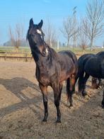 3 jarige Luxe dressuur merrie, Dieren en Toebehoren, Paarden, Merrie, Dressuurpaard, 3 tot 6 jaar