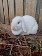 Konijn te koop, Dieren en Toebehoren, Konijnen, Vrouwelijk, Middelgroot, Hangoor, 3 tot 5 jaar