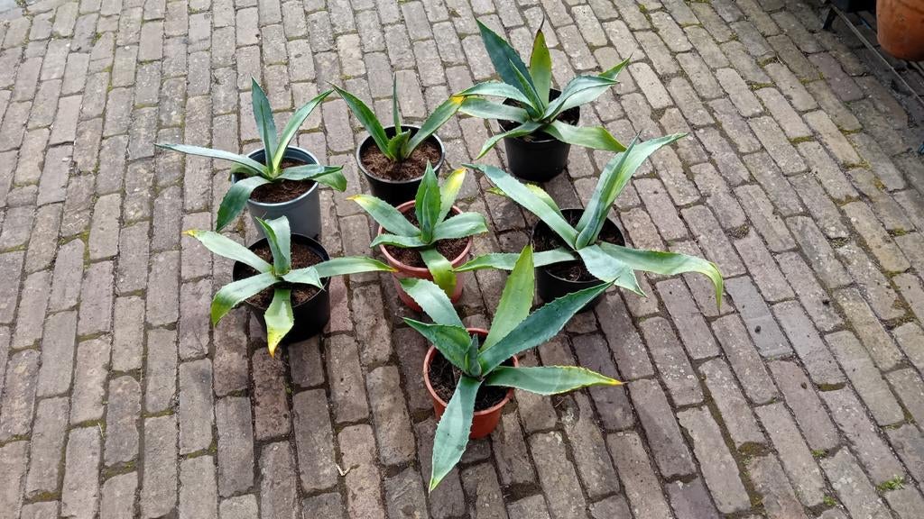 Agave planten, Tuin en Terras, Ophalen, Bloeit niet, Overige soorten, Volle zon
