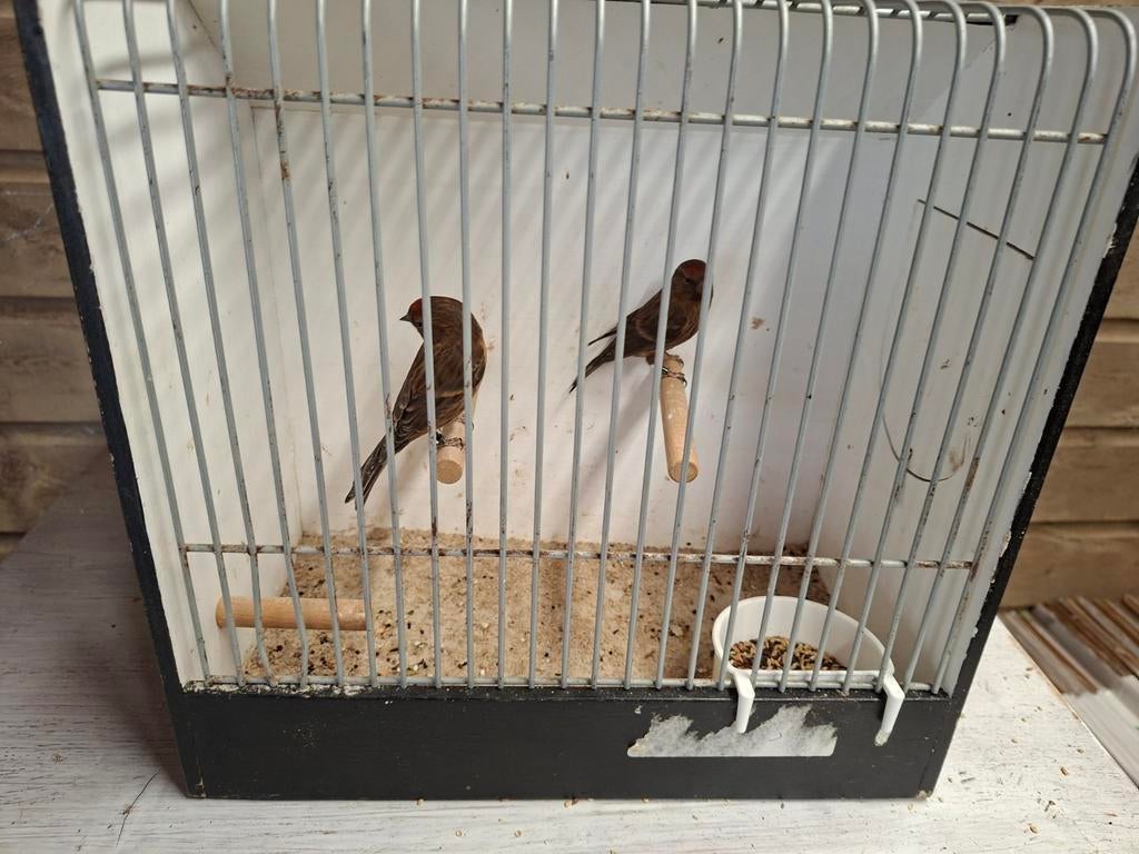 Barmsijzen, Dieren en Toebehoren, Vogels | Overige Vogels, Meerdere dieren, Geringd