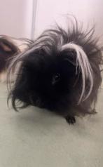 Cavia’s mannetjes, Mannelijk, Tam, Maart, Cavia