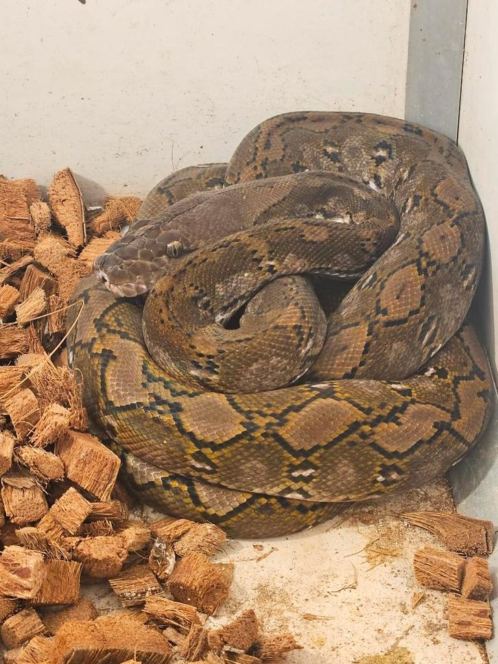1.1 python reticulatus kayudi super nains Reticulated Python - male for sale from reptile900