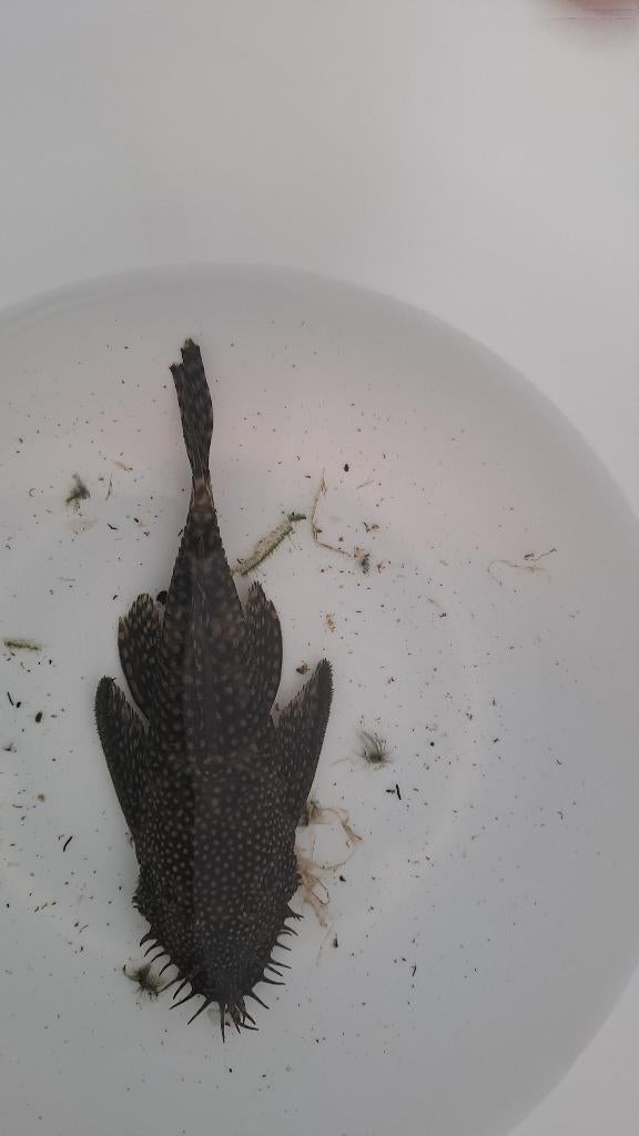 Vissen, Vis, Zoetwatervis