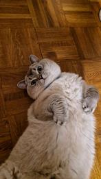 Britse korthaar dekkater, 0 tot 2 jaar