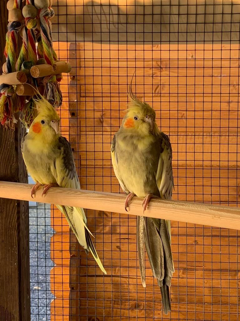 2 valkparkieten (enkel samen), Geslacht onbekend, Parkiet
