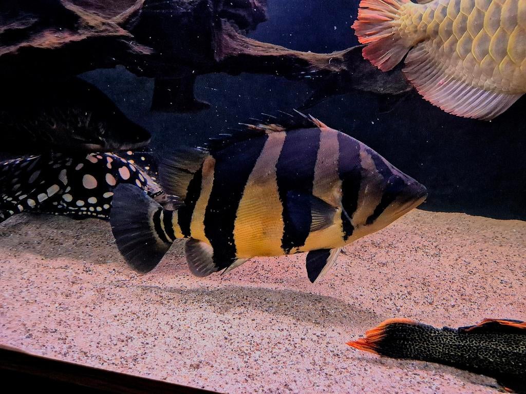 Datnioides microlepis Sumatra 3BAR, Dieren en Toebehoren, Vissen | Aquariumvissen, Vis, Zoetwatervis