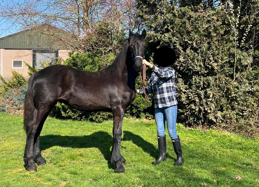 Hilbrand X Meinte Fries hengst veulen, Dieren en Toebehoren, Paarden, Hengst, Niet van toepassing, Minder dan 160 cm, 0 tot 2 jaar