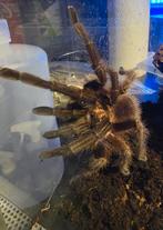 Pamphobeteus sp. Machala, Vogelspin, Tarantula, Spin of Schorpioen