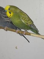 Prachtige melanistic man, Dieren en Toebehoren, Vogels | Parkieten en Papegaaien, Mannelijk, Parkiet, Geringd