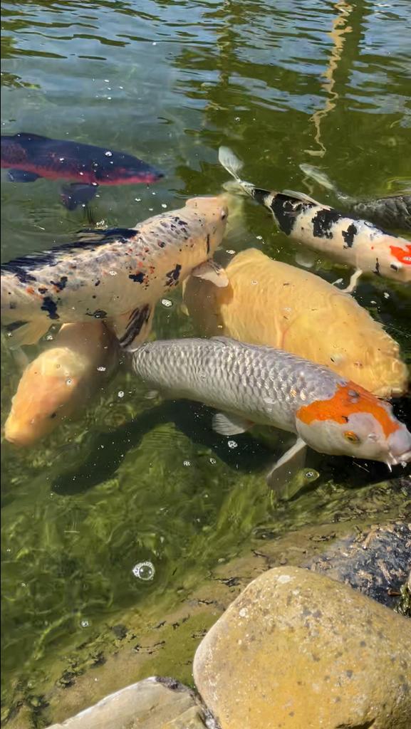 Koi’s te koop van verschillende grotes en 1 grote sluier, Karper of Koi