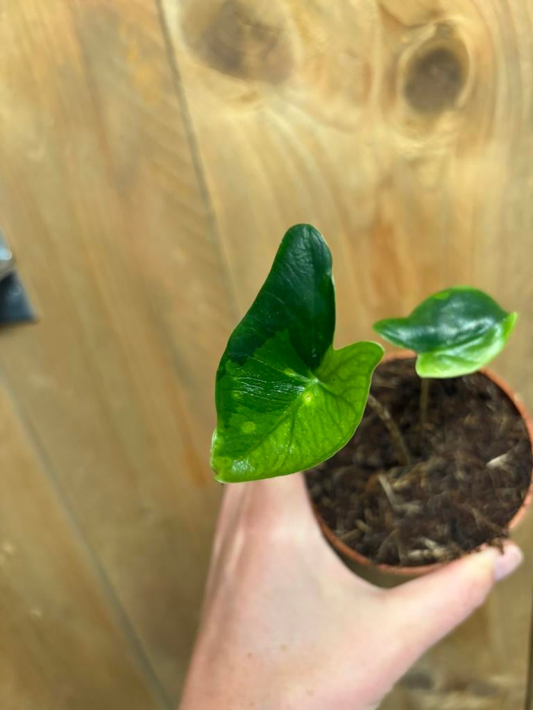 Alocasia zebrina variegata plant halfmoon green gog lime, Huis en Inrichting, Kamerplanten, Ophalen of Verzenden, Halfschaduw