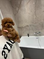 Exclusieve Maltipoo F2 pup (Maltipoo/Asian Toy Poedel), Dieren en Toebehoren, Particulier, Overige rassen, 8 tot 15 weken, Buitenland