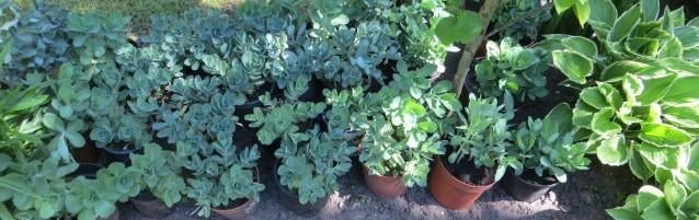 Sedum vaste tuinplant per pot 1,50 euro ophalen, Volle zon, Vaste plant, Herfst, Ophalen