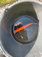 Goudwindes acht stuks 25cm., Dieren en Toebehoren, Vissen | Vijvervissen, Karper of Koi