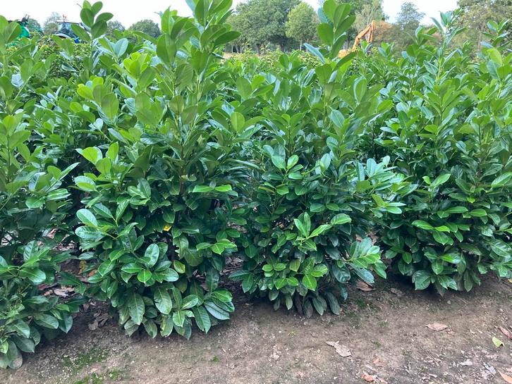 grote haagplanten , laurier , prunus rotundifolia., Tuin en Terras, Planten | Struiken en Hagen, Laurier, 100 tot 250 cm, Ophalen of Verzenden