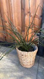 4 keer planten, Ophalen, Halfschaduw, Minder dan 100 cm