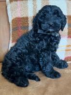 Toy poedel / dwergpoedel pup, Poedel, 8 tot 15 weken, Teef, Eén hond