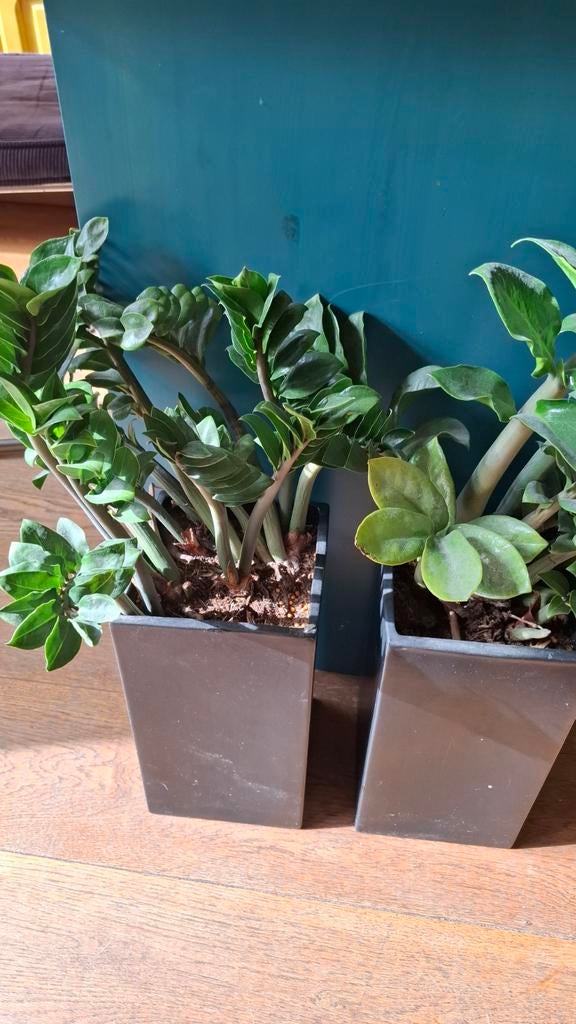 2 zwarte bloempotten met Zamioculcas (ZZ-plant), Ophalen, Kunststof, Vierkant, Binnen