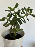 Stunning kamerplant indoor plant, Ophalen, Halfschaduw, Minder dan 100 cm