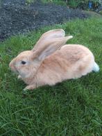 Vlaamse reus, Dieren en Toebehoren, Konijnen, Mannelijk, Groot