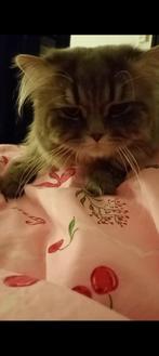 Liefdevolle  Britse langhaar katertje zoekt een warm huis, Kater, Ontwormd, 0 tot 2 jaar