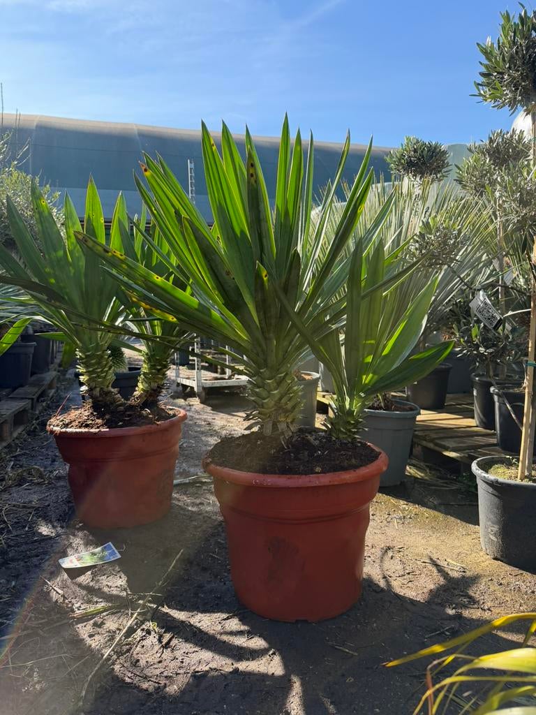 Yucca Gloriosa ‘Lone Star’, Ophalen of Verzenden, Overige soorten, Volle zon