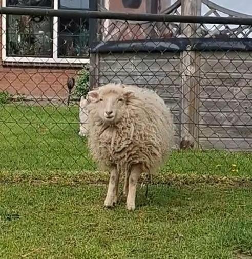 Ouessantschaapje, Mannelijk, Geit