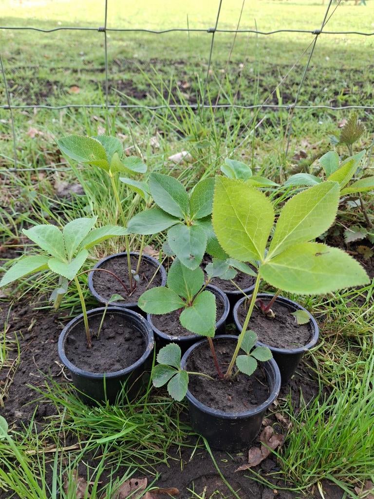 Helleborus (BIO)- Kerstroos - Winterharde vaste plant, Vaste plant, Halfschaduw, Winter, Ophalen