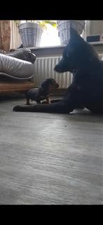 Hondenoppas, honden oppas aan huis aangeboden, Particuliere oppas