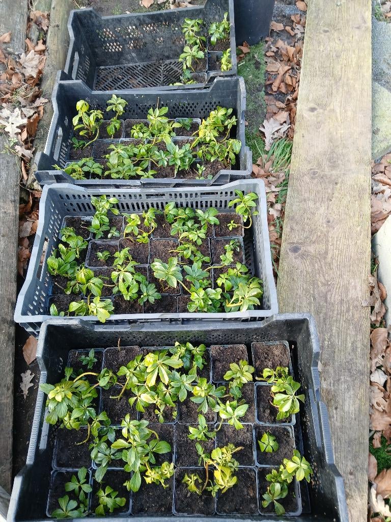 Pachysandra,  81 stuks., Ophalen, Bodembedekkers, Vaste plant, Halfschaduw
