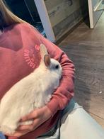 Dwerg konijn voedster (vrouwtje), Konijn of Knaagdier