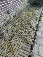 Decoratieve paastakken krulwilg voor Pasen, Tuin en Terras, Planten | Tuinplanten, Volle zon, Vaste plant, Bloeit niet, Ophalen