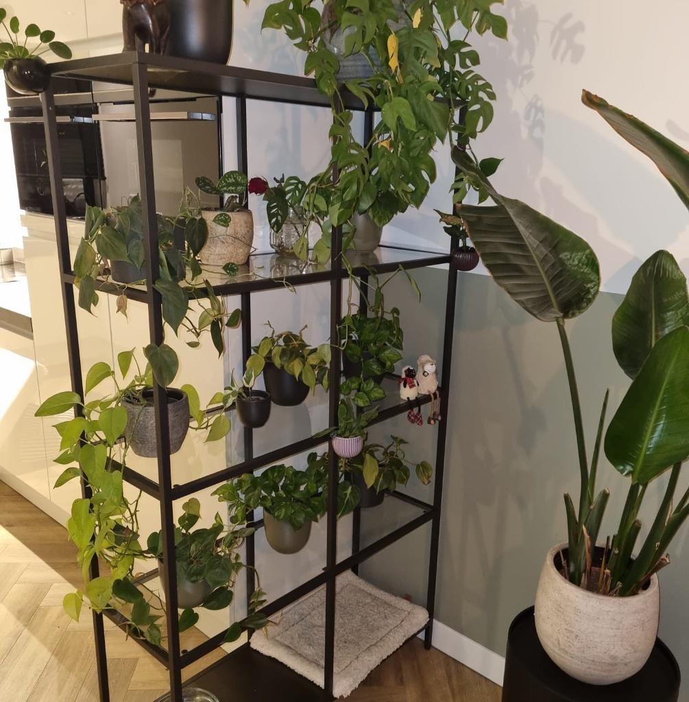 Ikea VITTSJÖ Stellingkast, zwartbruin/glas, 100x175 cm, Huis en Inrichting, Kasten | Stellingkasten, Ophalen, Zo goed als nieuw