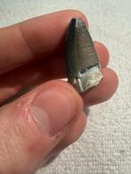 Gave Sarcosuchus tand, Ophalen of Verzenden, Fossiel