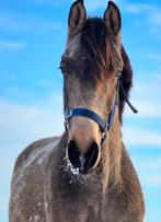 #Nwe ADV 25-2 Super knappe 2 jr VALK hengst v. ROMAN EMPIRE#, Dieren en Toebehoren, Paarden, Met stamboom, Niet van toepassing