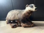 Opgezette Das. Taxidermie, Ophalen, Zo goed als nieuw, Wild dier, Opgezet dier
