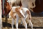 Verkoop Paint Horses, Dieren en Toebehoren, E pony (1.48m - 1.57m), Met stamboom, Niet van toepassing, 0 tot 2 jaar