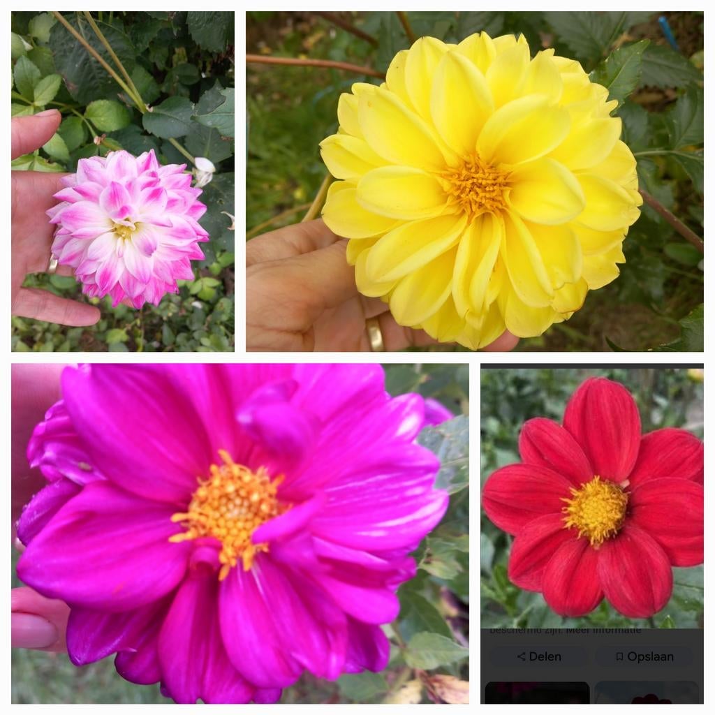 Paarse dahlia knollen., Tuin en Terras, Bloembollen en Zaden, Ophalen, Volle zon, Knol