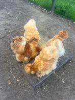 Usa zijdehoen verse broedeieren koppels op kleur ..broedei, Meerdere dieren, Kip