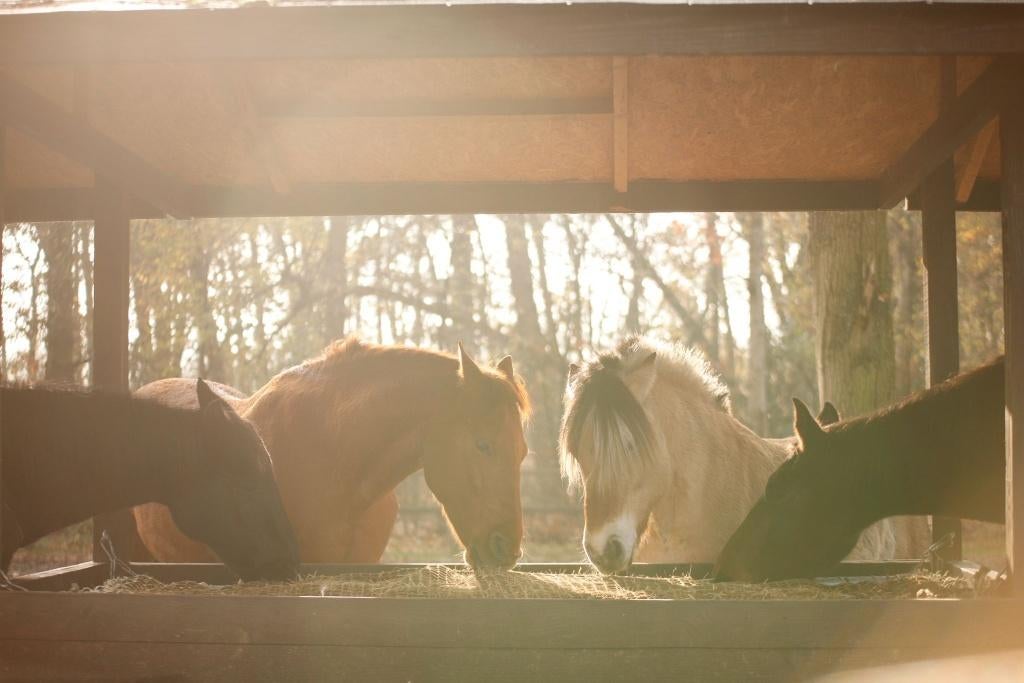 Paarden Stalling Baarle-Nassau, Stalling, 1 paard of pony