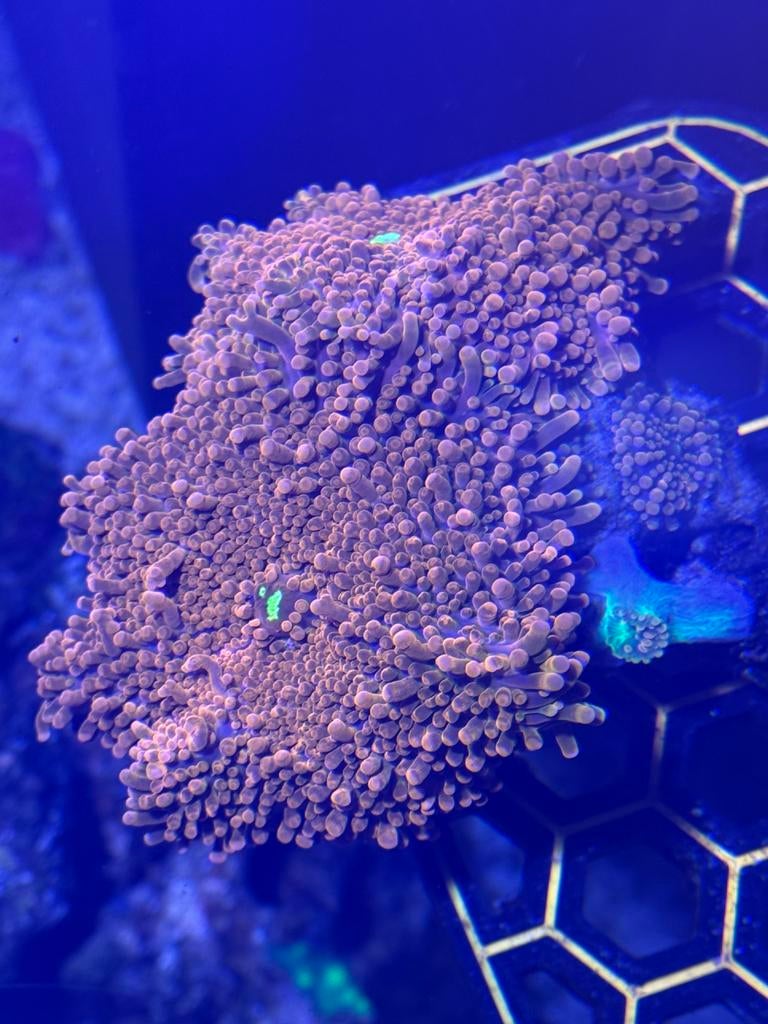 Ricordea yuma orange/roze, Dieren en Toebehoren, Vissen | Aquariumvissen, Overige typen