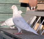 Hoogvlieger - reduced faded rood - Sierduiven - tuimelaar, Mannelijk, Overige soorten