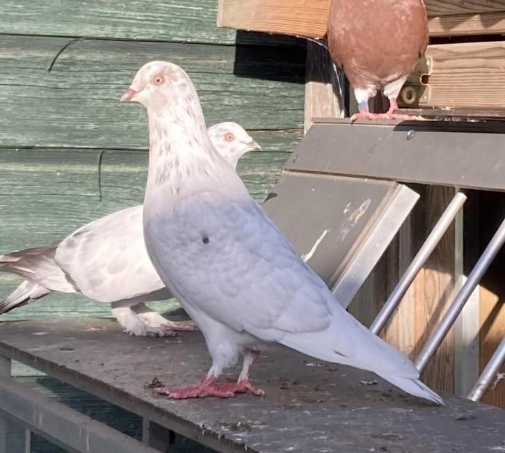 Hoogvlieger - reduced faded rood - Sierduiven - tuimelaar, Dieren en Toebehoren, Vogels | Duiven, Overige soorten, Mannelijk