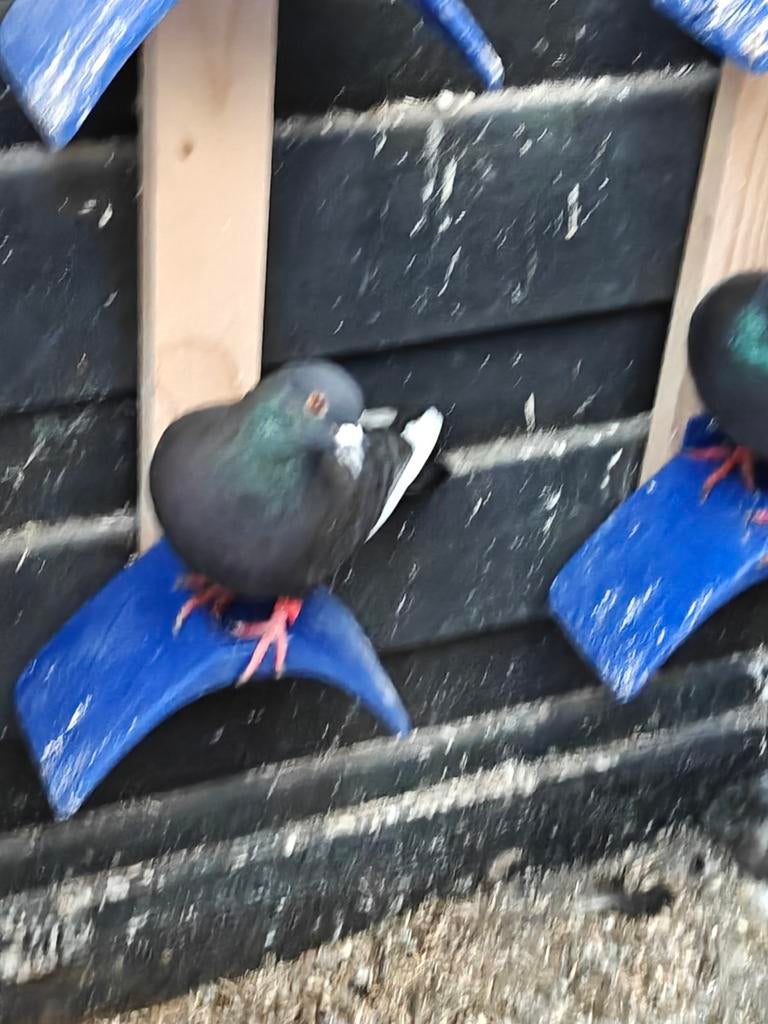 Hoogvlieger doffer en ?, Dieren en Toebehoren, Mannelijk