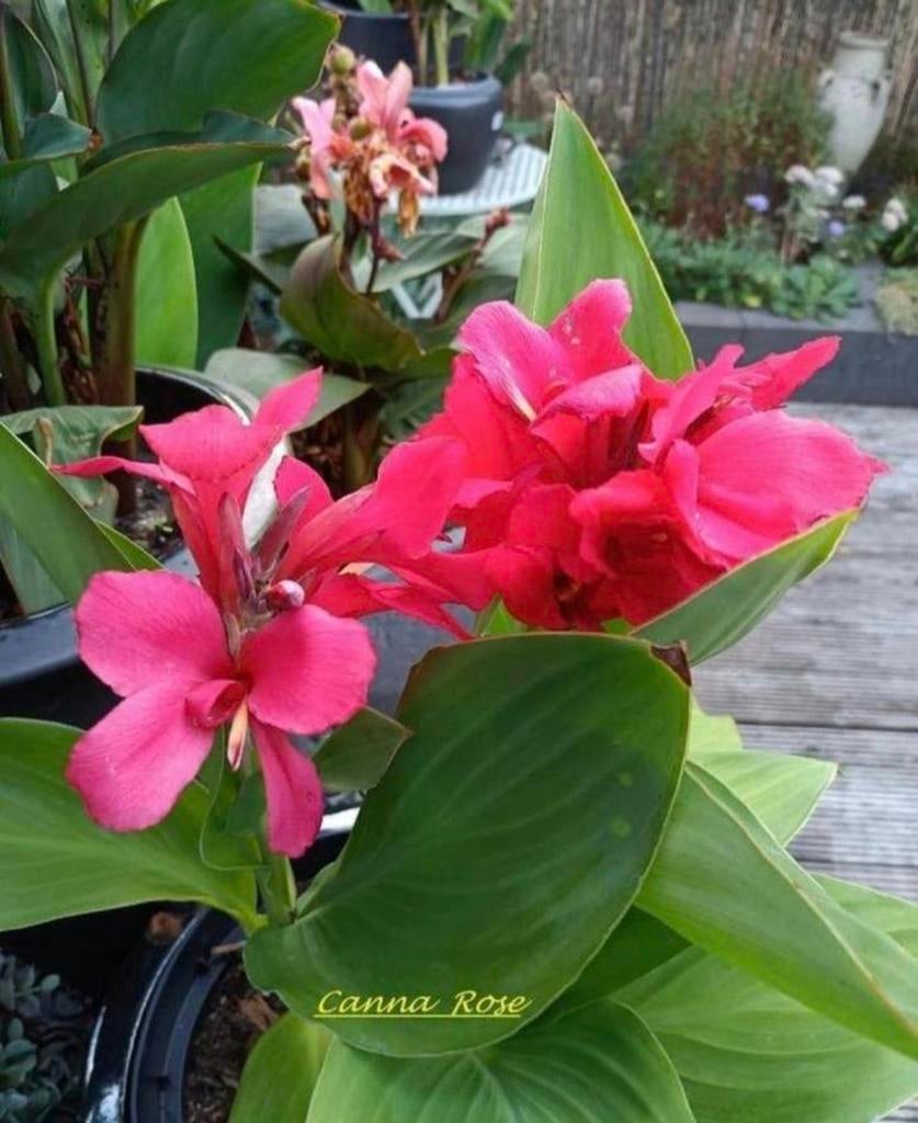 Roze canna, jonge planten, Ophalen, Overige soorten, Volle zon