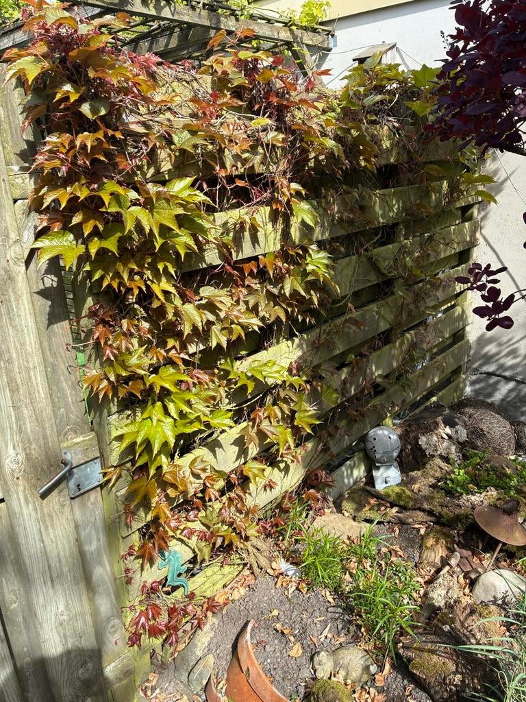Gratis - Prachtige Wilde wingerd, Ophalen, Vaste plant, Bloeit niet, Halfschaduw