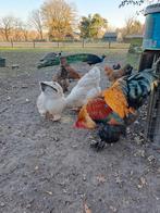 Broedeieren brahma meerzomig patrijs verzenden €12., Dieren en Toebehoren, Geslacht onbekend, Kip