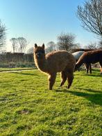 Alpaca merries, Dieren en Toebehoren, Overige Dieren, Mei, Vrouwelijk