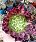 Aeonium jade cup - nieuwe variëteit, Ophalen of Verzenden, Halfschaduw, Minder dan 100 cm